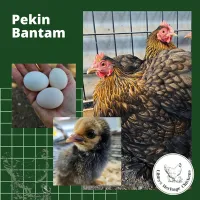 Bantam Fertilised Eggs – Image 14