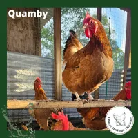 Quamby Chickens – coop ready