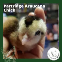 Araucana Chickens – Day old, Partridge