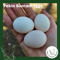 Bantam Fertilised Eggs – Image 2