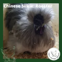 Silkies Chickens – Image 3
