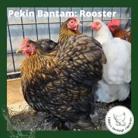 Bantam Fertilised Eggs – Image 16