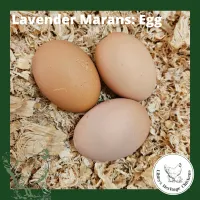 Marans Chickens – Image 30