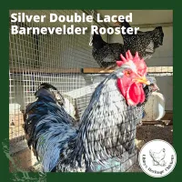 Barnevelder Fertilised Eggs – Image 6