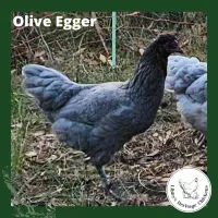 Olive/Easter Eggers Chickens – coop ready, Easter
