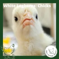 Leghorn Chickens – Day old, White