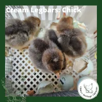 Cream Legbar Chickens – Day old