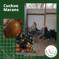 Marans Chickens – Image 19
