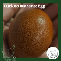Marans Chickens – Image 18