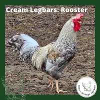 Cream Legbar Chickens – Image 4