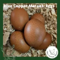 Marans Chickens – Image 23