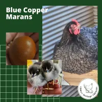 Marans Chickens – Image 22