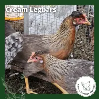 Cream Legbar Chickens – coop ready