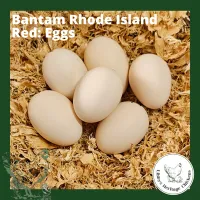 Bantam Fertilised Eggs – Image 1