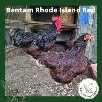 Bantam Fertilised Eggs – Image 8