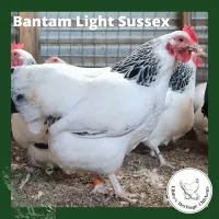 Bantam Fertilised Eggs – Image 12