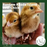 Bantam Fertilised Eggs – Image 9