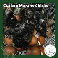 Marans Chickens – Day Old, Cuckoo