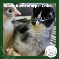 Australorp Chickens – Day old, Black