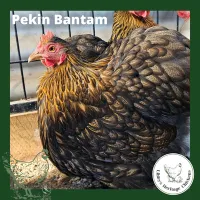 Bantam Fertilised Eggs – Image 15