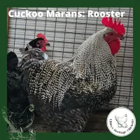 Marans Chickens – Image 17