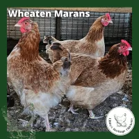 Marans Chickens – Day Old, Wheaten