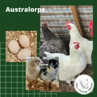 Australorp Chickens – Image 2