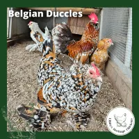 Bantam Fertilised Eggs – Image 23
