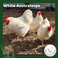 Australorp Chickens – 5 weeks old, White