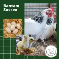 Bantam Fertilised Eggs – Image 10