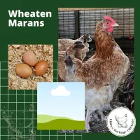 Marans Chickens – Image 4