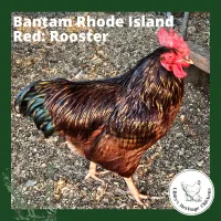 Bantam Fertilised Eggs – Image 7