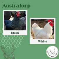 Australorp Fertilised Eggs – Image 2