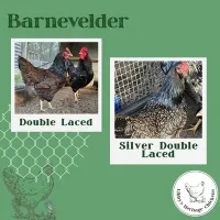 Barnevelder Fertilised Eggs – Image 2