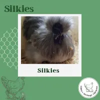 Silkies Chickens – Image 1
