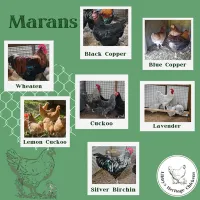 Marans Chickens – Image 1