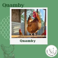 Quamby Chickens – Image 1