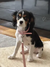 The Puppy Essentials – Image 1