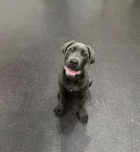 The Puppy Mastery – Image 1