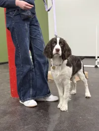 The Canine Mastery – Image 1