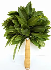 Chakapa Leaf Rattle – Image 1