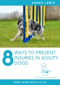 8 ways to prevent injuries in agility dogs – Image 1