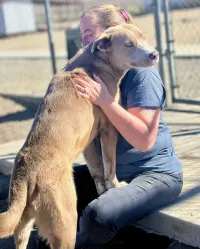 Kern Valley Animal Shelter Inc. – Image 5