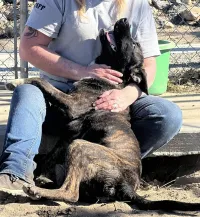 Kern Valley Animal Shelter Inc. – Image 3