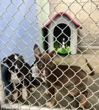 Kern Valley Animal Shelter Inc. – Image 4