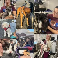 Strength of Shadow Dog Rescue – Image 3