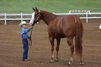 Halter Showmanship – Image 1