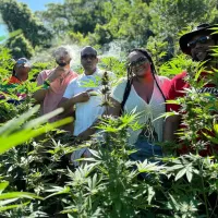 Jamaican Roots: Cannabis Culture & Farm Tour – Image 1