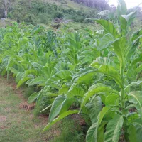 Plantation Cultural Tour – Image 1