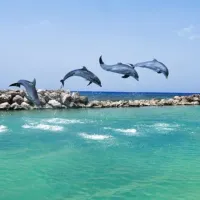 Dolphin’s Cove Encounter – Image 1